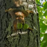1b
