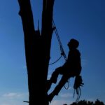 tree service, hard work, lumberjack-1059484