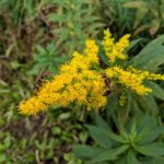 ragweed, wasp, wasps-3763997