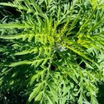 ragweed, weed, nature-219747