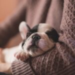 puppy-sleeping-pet-1850276