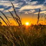wheat-field-sunset-2391348