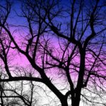 tree-winter-bare-tree-3909537