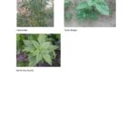 Parlagfu-2022-Tajekoztato_page-0003