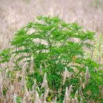 ambrosia-plants-field-6538597