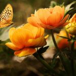 garden-flowers-butterfly-19830
