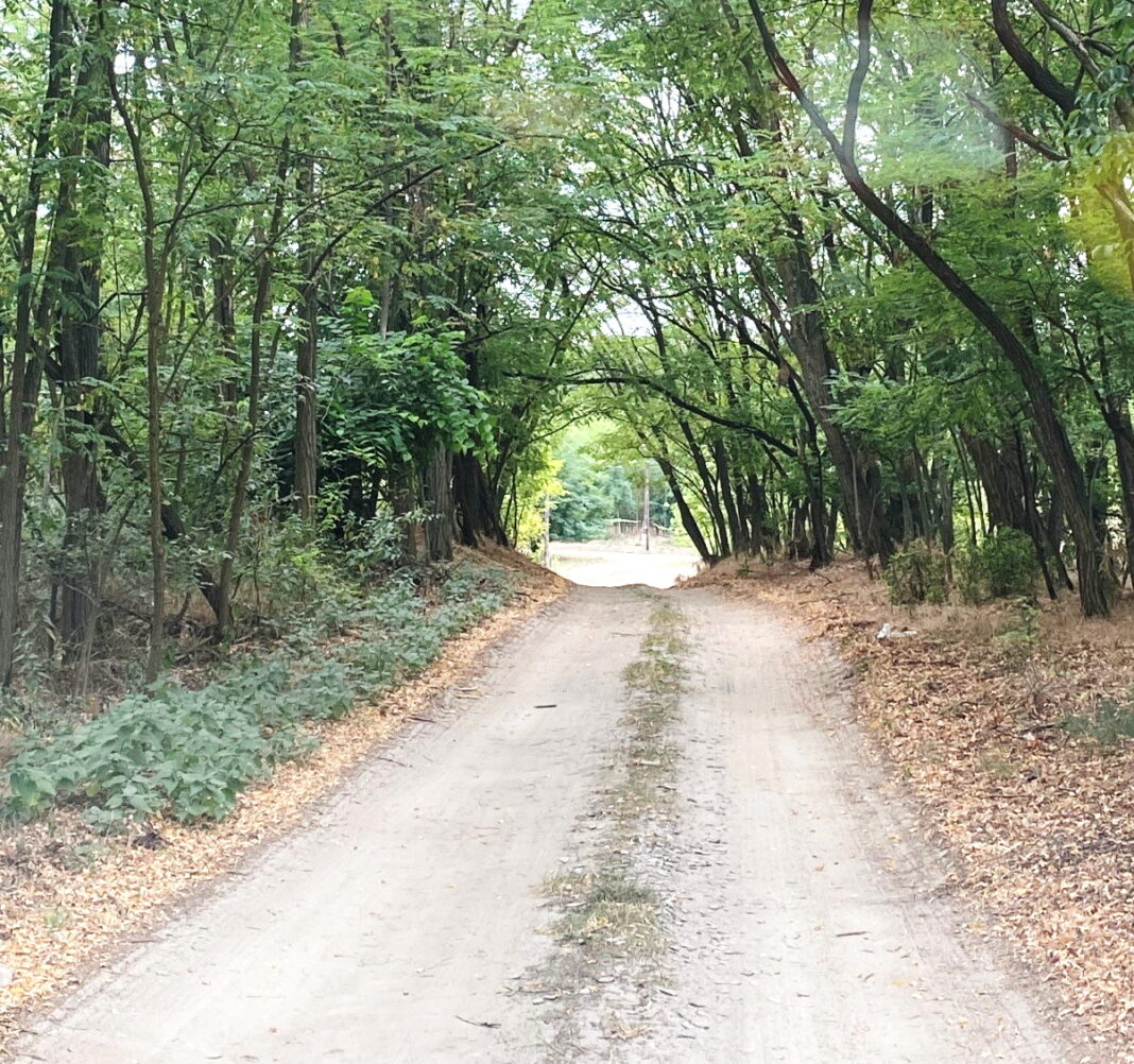 Felhívás a belterületi utak és külterületi dűlőutak mentén található belógó faágak visszavágására