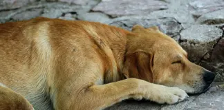 Tájékoztató a 2026. évi ebösszeírásról